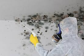 Mold Odor Removal Services in Goddard, KS